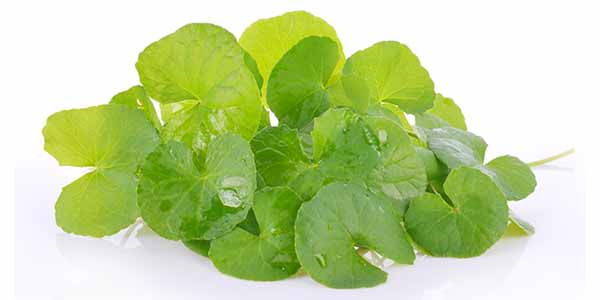 centella asiatica