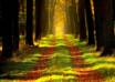 Giornata Mondiale delle Foreste, l'importanza della biodiversità